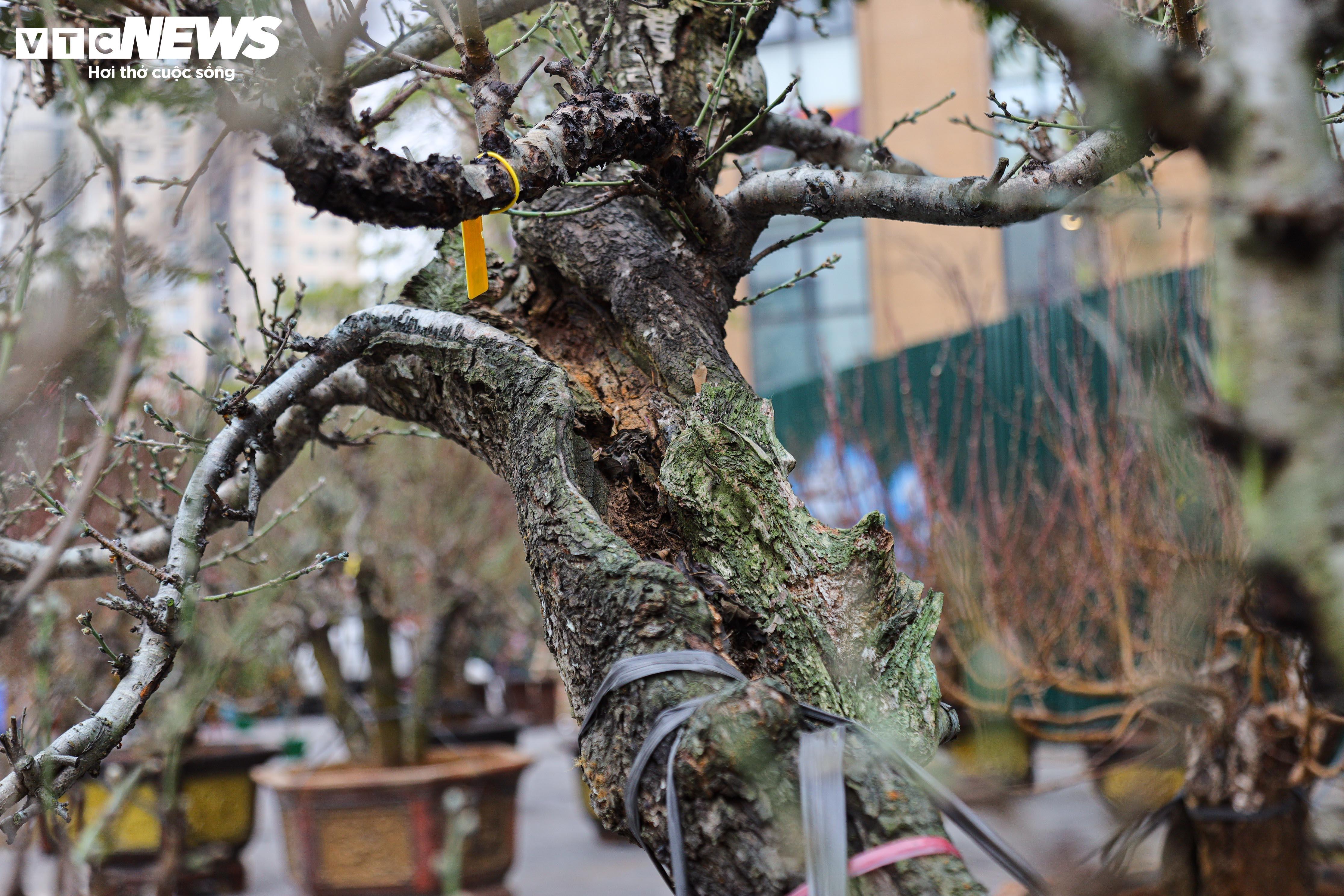 Los árboles de durazno del antiguo bosque de Son La compiten para mostrar sus formas en Hanoi, y su precio es de cientos de millones de VND por árbol.