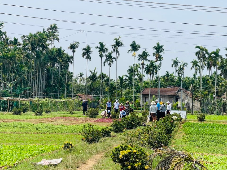 Vùng trồng rau thôn An Mô.