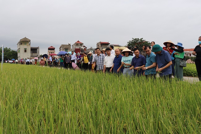 Hội Nông dân tỉnh Bắc Giang nhân rộng mô hình canh tác lúa thân thiện với môi trường - Ảnh 1.