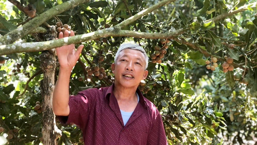 Ông Lương Ngọc Sáng trong vườn trồng xen