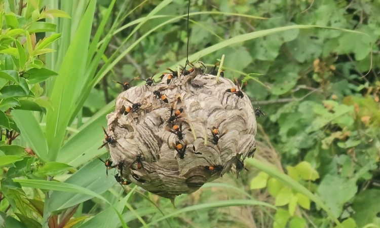 ចាប់ wasps ដើម្បីចិញ្ចឹម