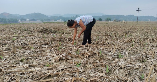 Fourniture de semences de plantes pour soutenir la province de Yen Bai