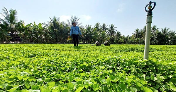 Rau má đồng xưa là rau dại, ai ngờ rau giàu đạm thế, trồng thành công ở Kiên Giang, dân thành tỷ phú