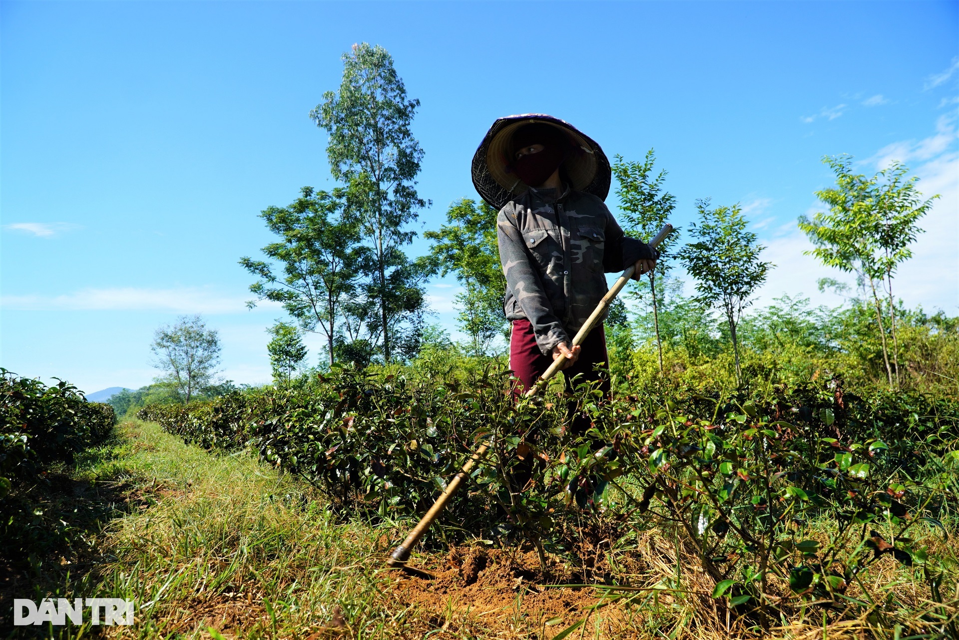 Chè héo úa hàng loạt vì nắng nóng, nông dân căng mình chống hạn - 6