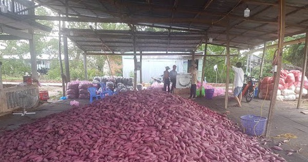 Patates douces japonaises importées cultivées à Vinh Long, les tubercules sont gros mais le prix de vente diminue, pourquoi ?