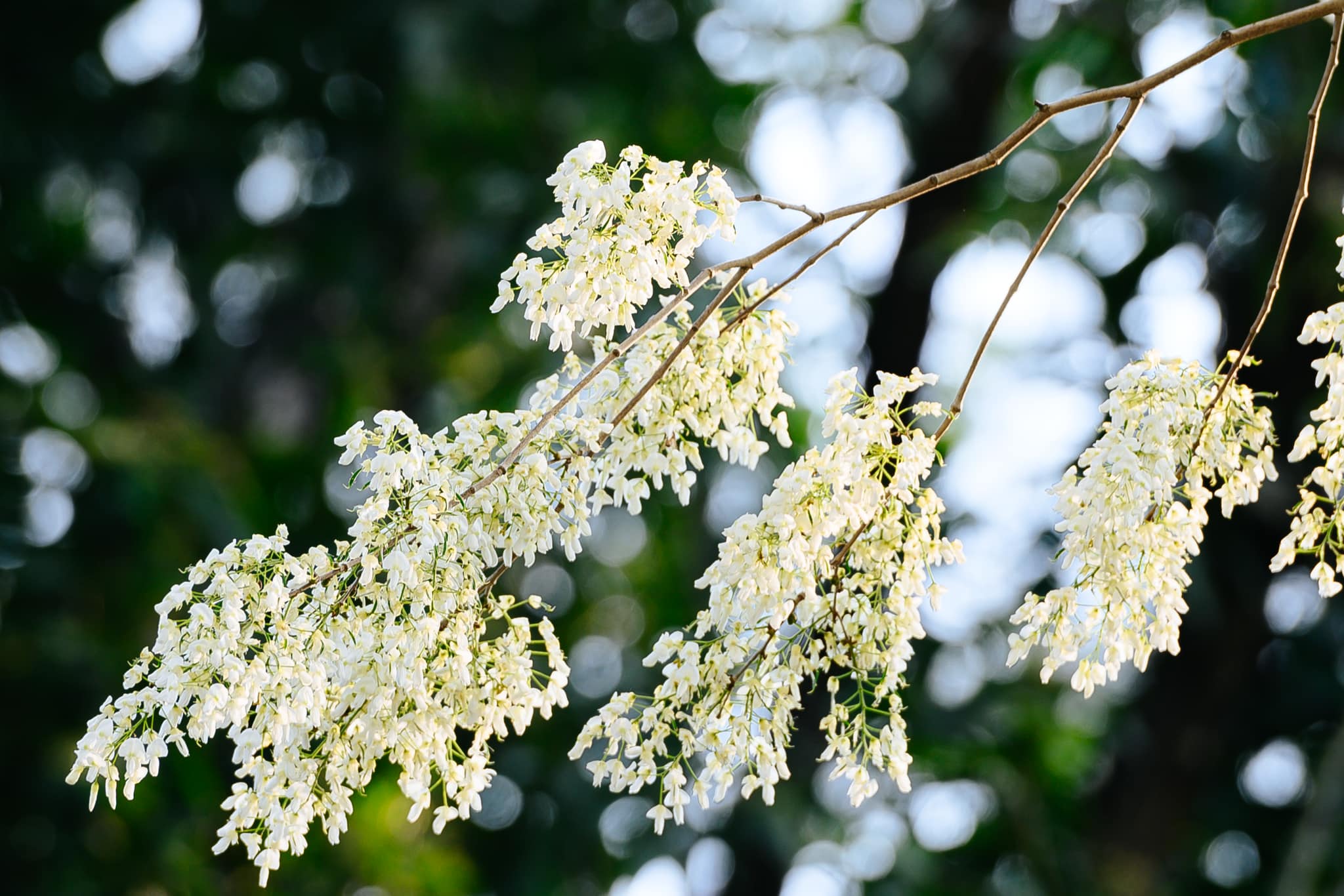 ຮ່າ​ໂນ້ຍ ສວຍ​ງາມ​ໃນ​ລະ​ດູ​ການ​ດອກ​ໄມ້​ຊູ​ຂາວ​ທີ່​ເບີກ​ບານ​ຢູ່​ທ້ອງ​ຟ້າ