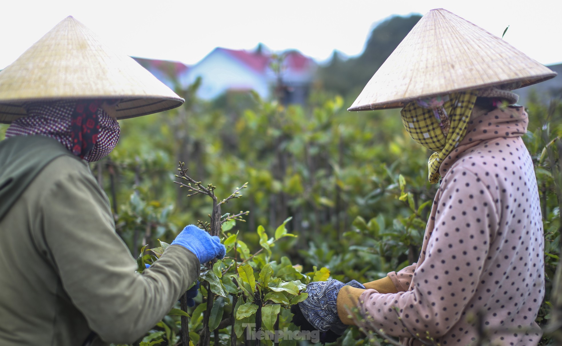 เมืองหลวงดอกท้อเหลืองภาคกลาง “เปลี่ยนชุด” ต้อนรับเทศกาลตรุษจีน ภาพที่ 9