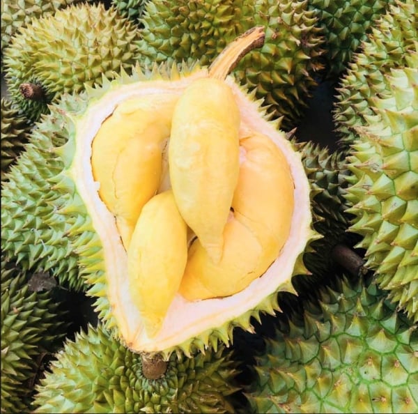 Ligero aumento de durian en la región sureste