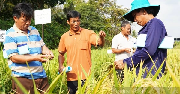 Các nhà khoa học hàng đầu từ 15 quốc gia "hiến kế" về giống lúa chống chịu biến đổi khí hậu VN