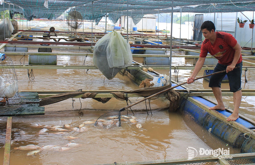 Decenas de granjas piscícolas en el río La Nga fueron arrasadas por las aguas de la inundación.