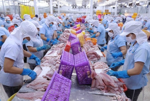 Las importaciones estadounidenses de pangasius con valor agregado procedente de Vietnam aumentaron 8,5 veces