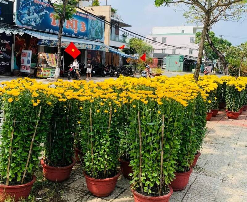 Les chrysanthèmes coûtent 100 000 dongs le pot. Photo: Nguyen Linh