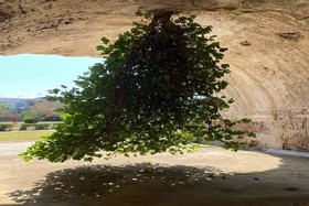 Upside down fig tree - a popular destination in Naples