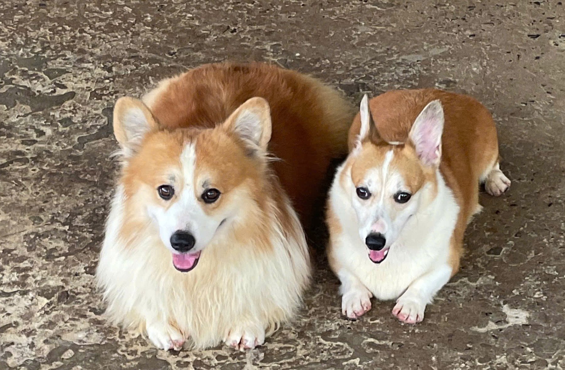 Dog.jpg