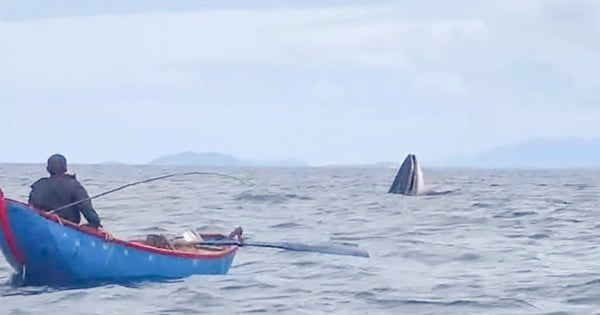 Whales appear to hunt in Binh Dinh sea