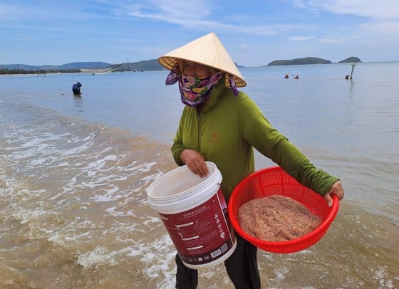 กว่างบิ่ญ : ชาวประมงได้กุ้งทะเลเยอะมาก ภาพ 2