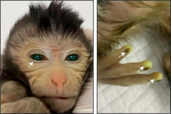 Une nouvelle espèce de singe reproduite de manière asexuée