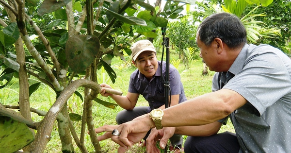 8X village boy in Quang Nam earns more than half a billion/year thanks to planting trees and raising children in a garden as beautiful as in the movies