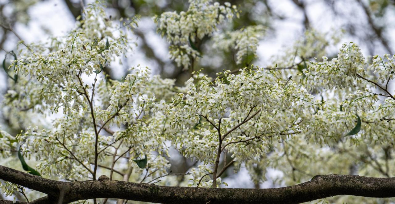 Die Su-Blüten sind am schönsten, wenn der Baum noch keine neuen Blätter hervorgebracht hat und eine reinweiße Farbe die kahlen graubraunen Zweige bedeckt. Foto: Toan Quang