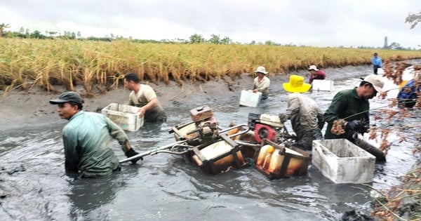 Close-up of Ca Mau farmers stirring mud to catch giant freshwater prawns