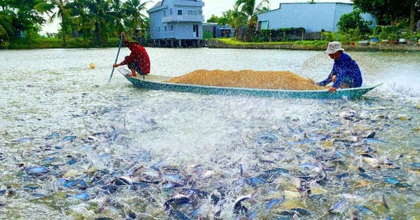 Durante la temporada de inundaciones, en las cabeceras del río Hau en An Giang, la gente cría muchos tipos de peces, todos ellos grandes.