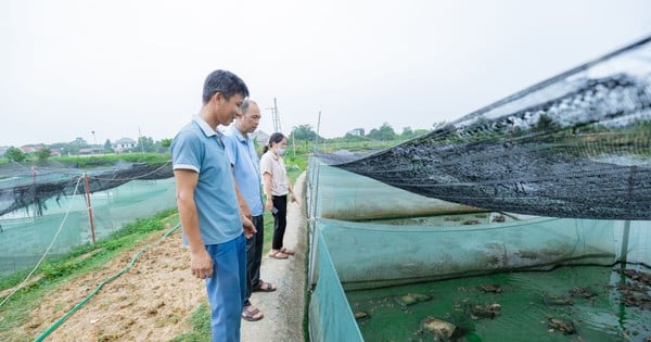 Nuôi cá rô đồng, nuôi ếch dày đặc chung một ao, một ông nông dân Bắc Giang phát tài, bán hút hàng