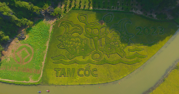 Visit Ninh Binh to see the ripe rice fields shaped like 'Fish watching the moon'