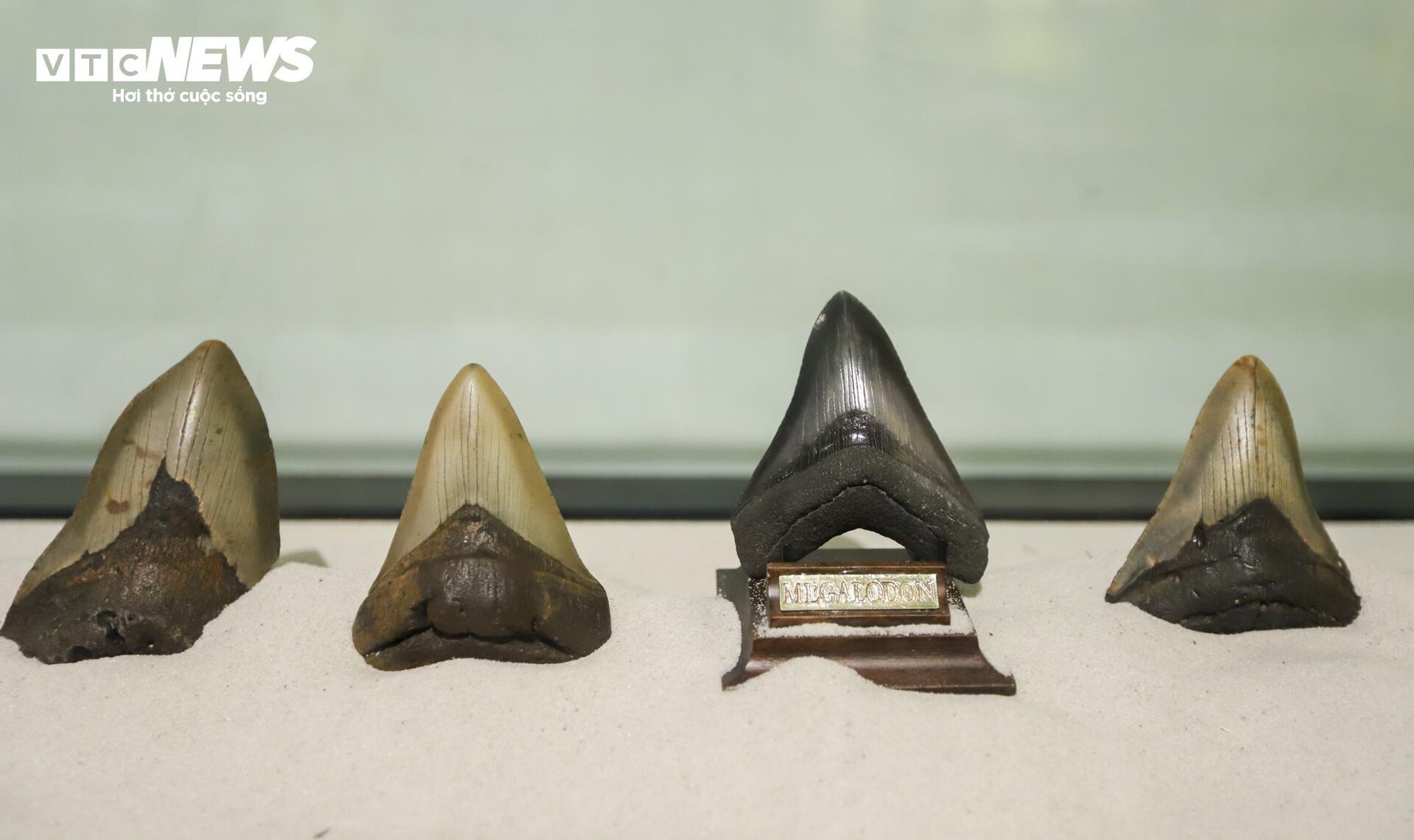 Close-up of billion-year-old fossils on display in Hanoi - 9