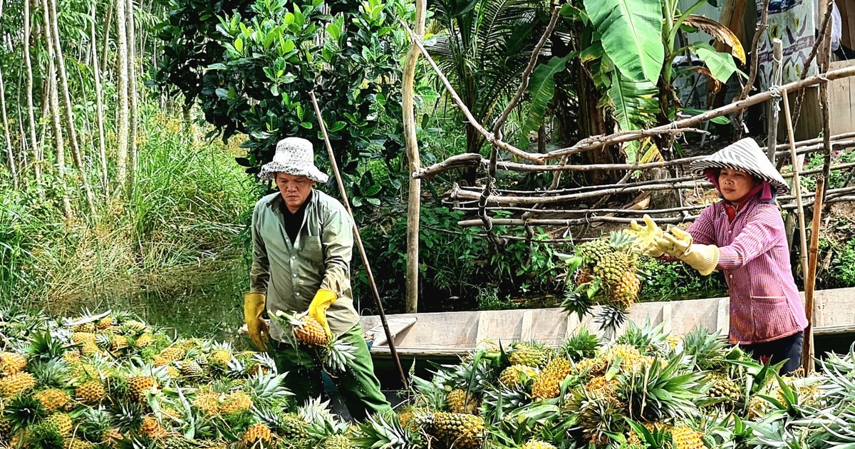 La culture de l'ananas à Dong Thap Muoi rapporte des milliards de dongs chaque année