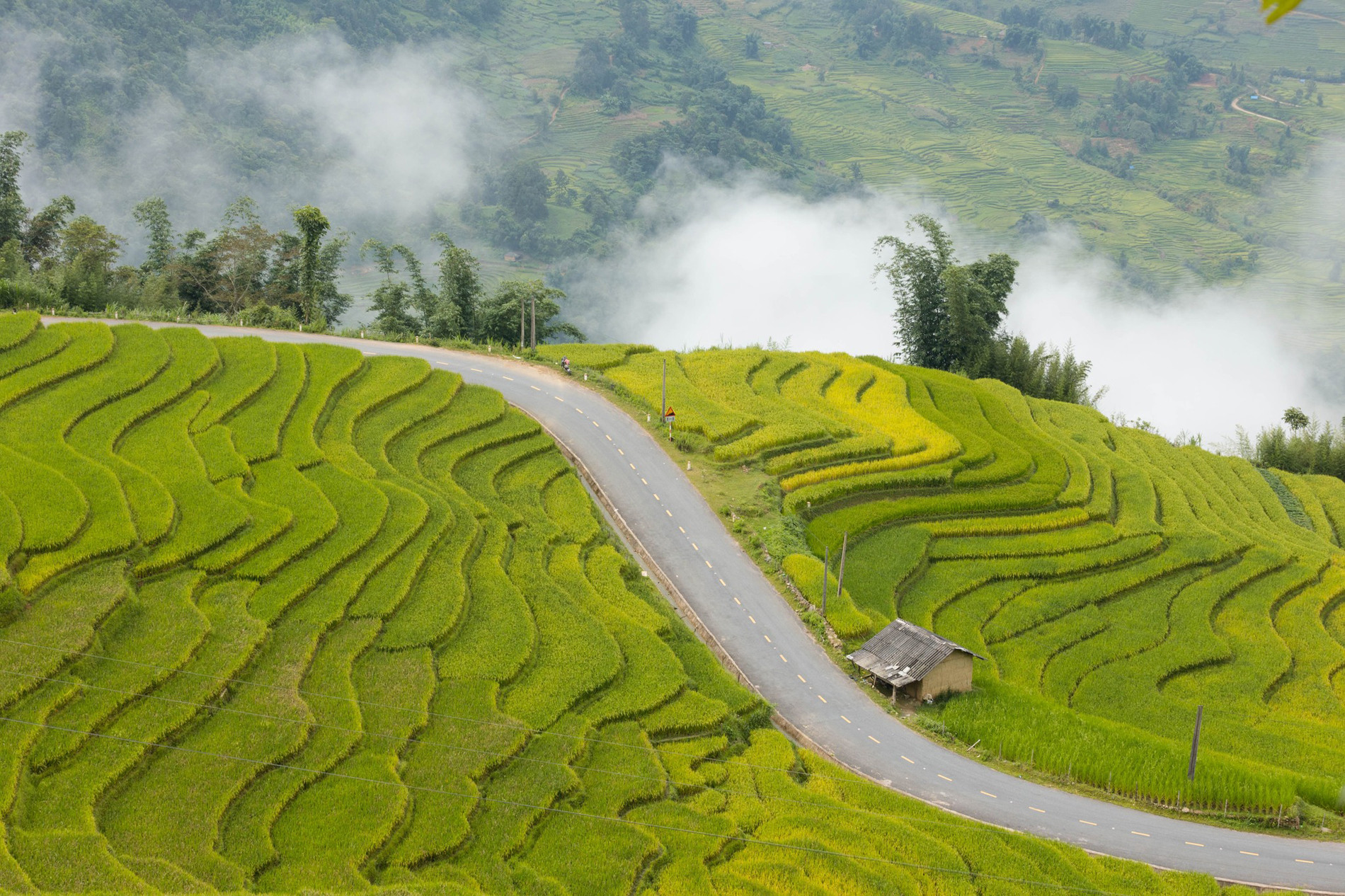 La route de Lao Cai pendant la saison du riz mûr fait sensation, les visiteurs pensent que c'est un « paradis »