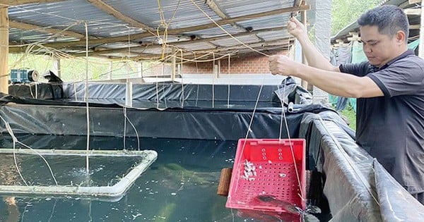 La anguila, un pescado magro especial parecido al ginseng de agua, criado en Binh Dinh, se vende a 500.000 VND/kg