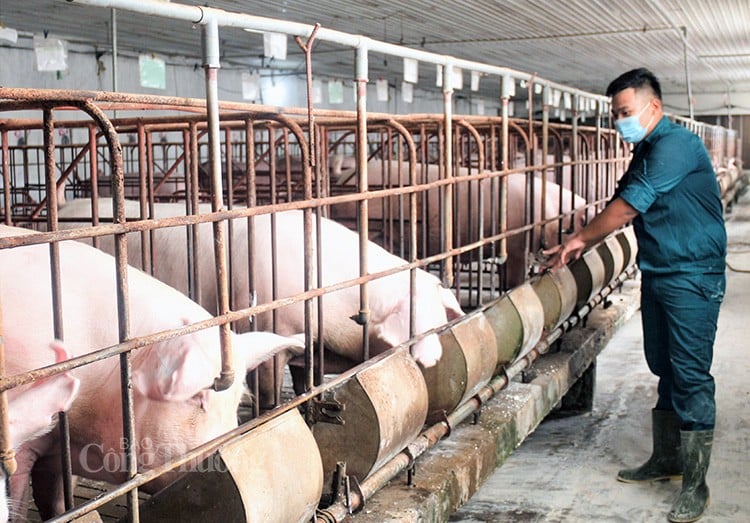 Schweinepreis heute 6. März 2024: Leichter Anstieg im Süden