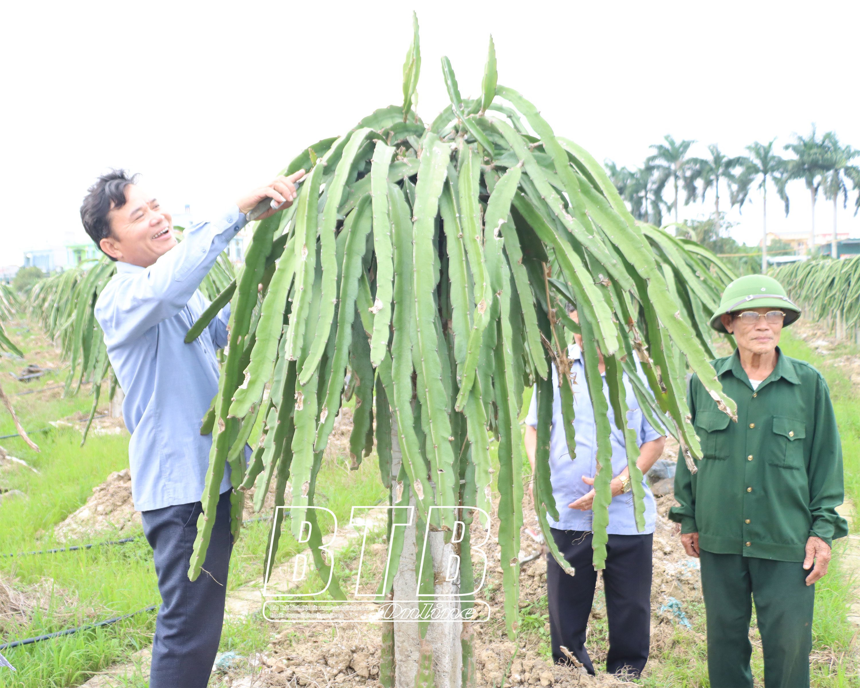 Nuôi loài chim khổng lồ chả biết bay mà chạy nhanh hơn ngựa, ông nông dân Thái Bình tự trả lương cao
- Ảnh 2.