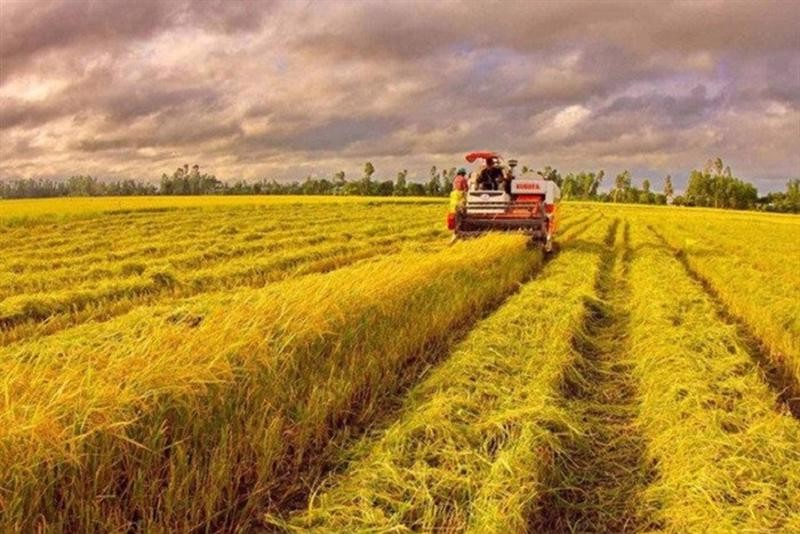 Le prix du riz a légèrement augmenté de 50 VND/kg ; prix du riz stable