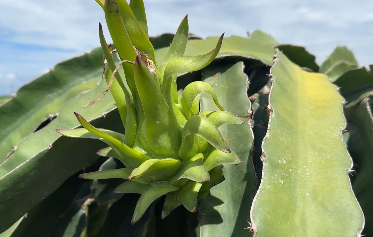 Green dragon fruit on the branch. Photo: Duy Tuan