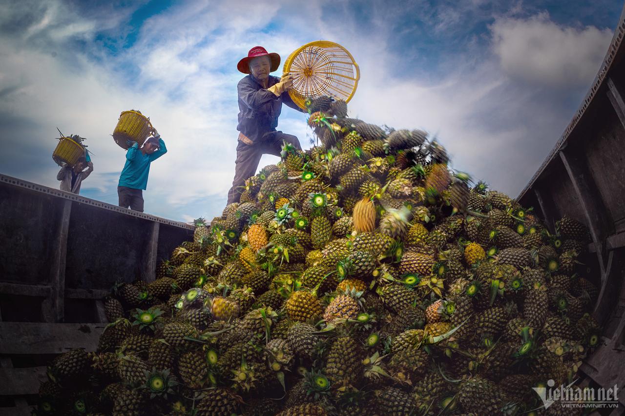 Obtenga 60 millones de VND de ganancia por hectárea de piña Cau Duc