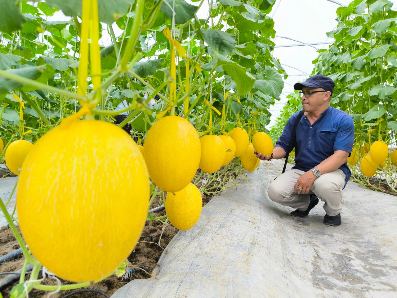 Hậu Giang hướng đến du lịch nông nghiệp - Ảnh 3.