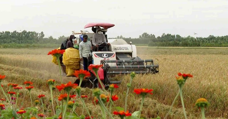 Liên kết tiêu thụ, hàng nghìn nông dân không còn chạy đôn chạy đáo