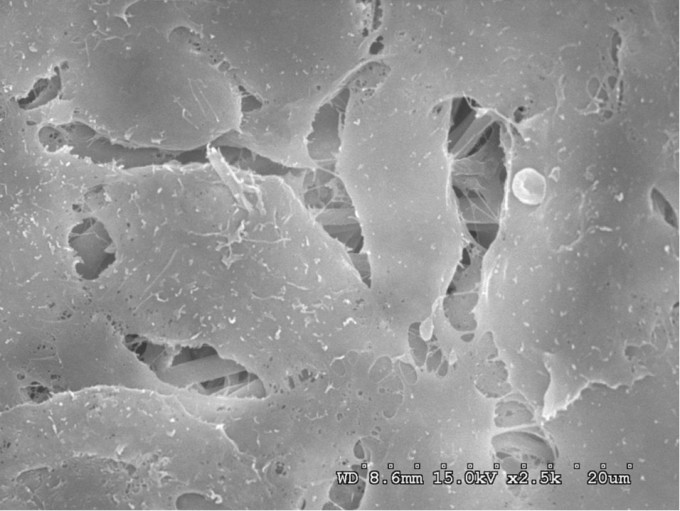 Knee cartilage cells were cultured on a chitosan membrane made from shrimp shells. Photo: Research team