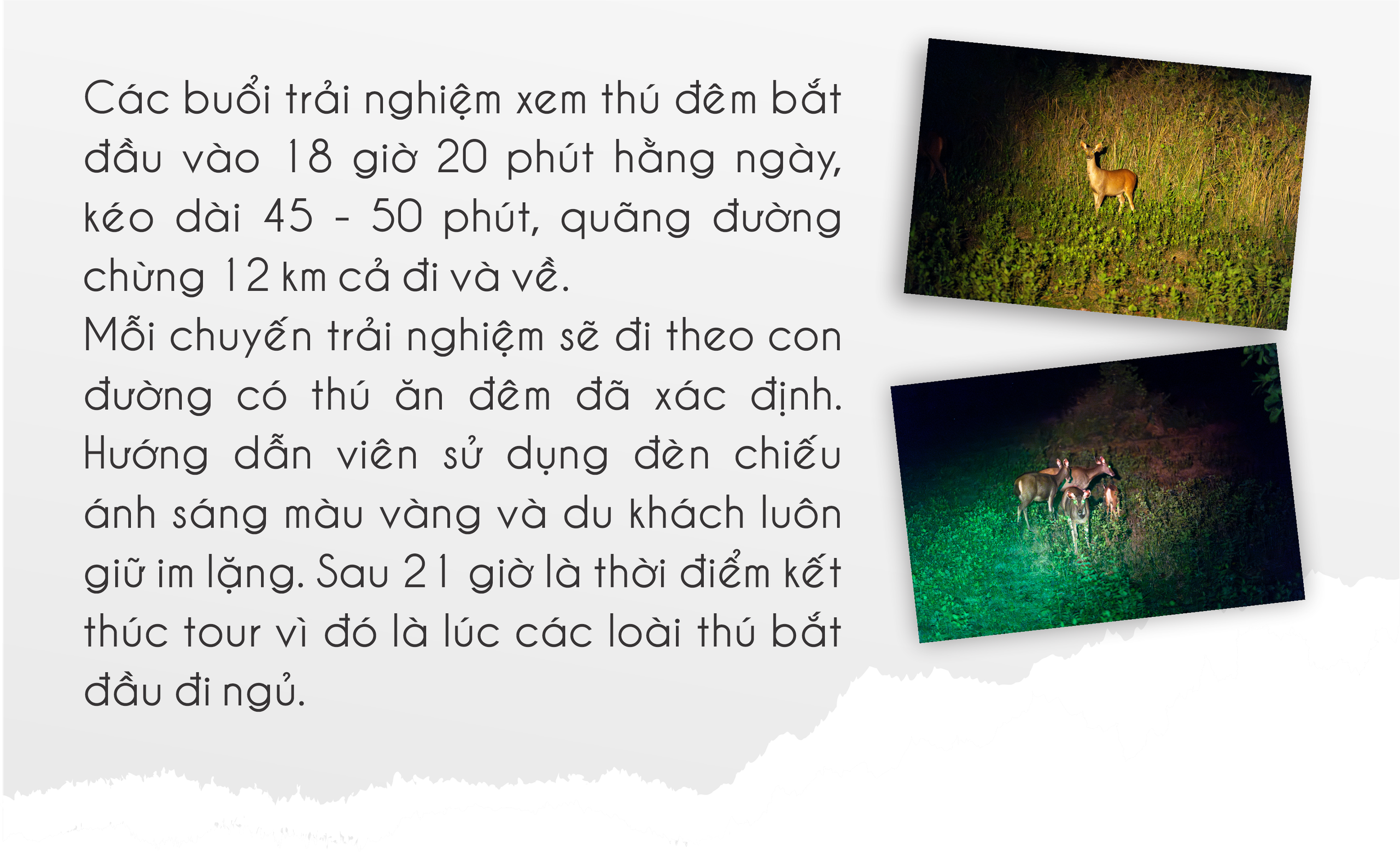 Mùa hè vào Vườn Quốc gia Nam Cát Tiên ngắm thú đêm, xem bướm- Ảnh 21.