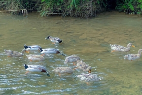 Co Lung Duck - a delicious dish in Pu Luong