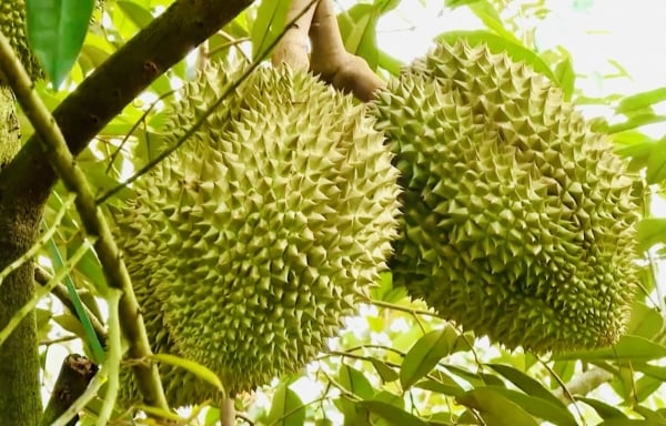 Les prix du durian thaïlandais vont-ils rebondir ?