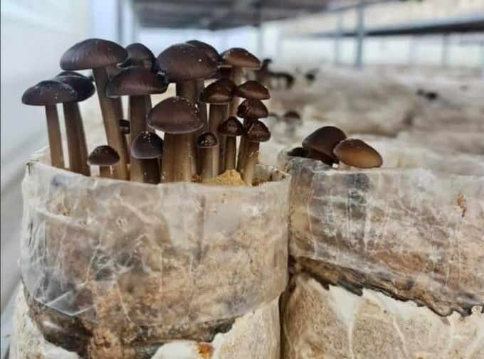 Black termite mushrooms grown using IoT technology. Photo: NVCC