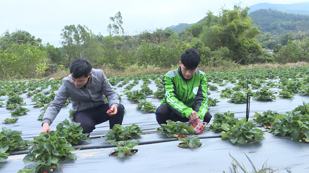 Du khách trải nghiệm tại vườn dâu tây Bình Liêu.