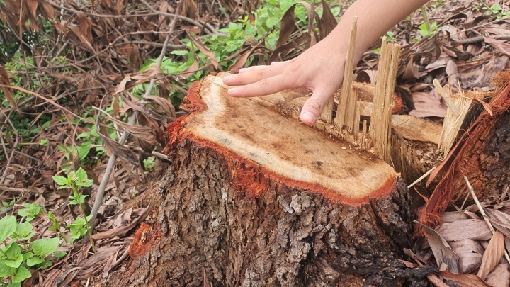 Image de 100 000 arbres abattus des deux côtés de l'autoroute Cau Gie Ninh Binh