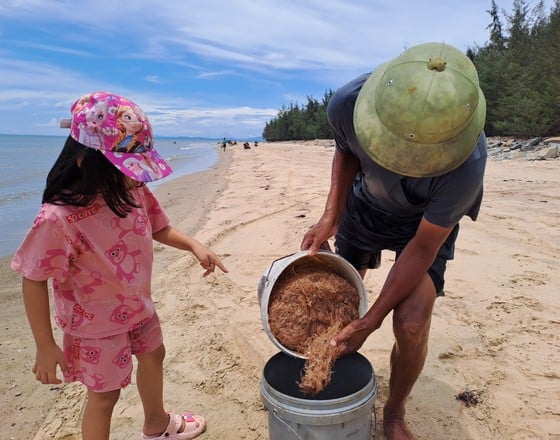 กว่างบิ่ญ : ชาวประมงจับกุ้งทะเลได้เยอะ ภาพ 1