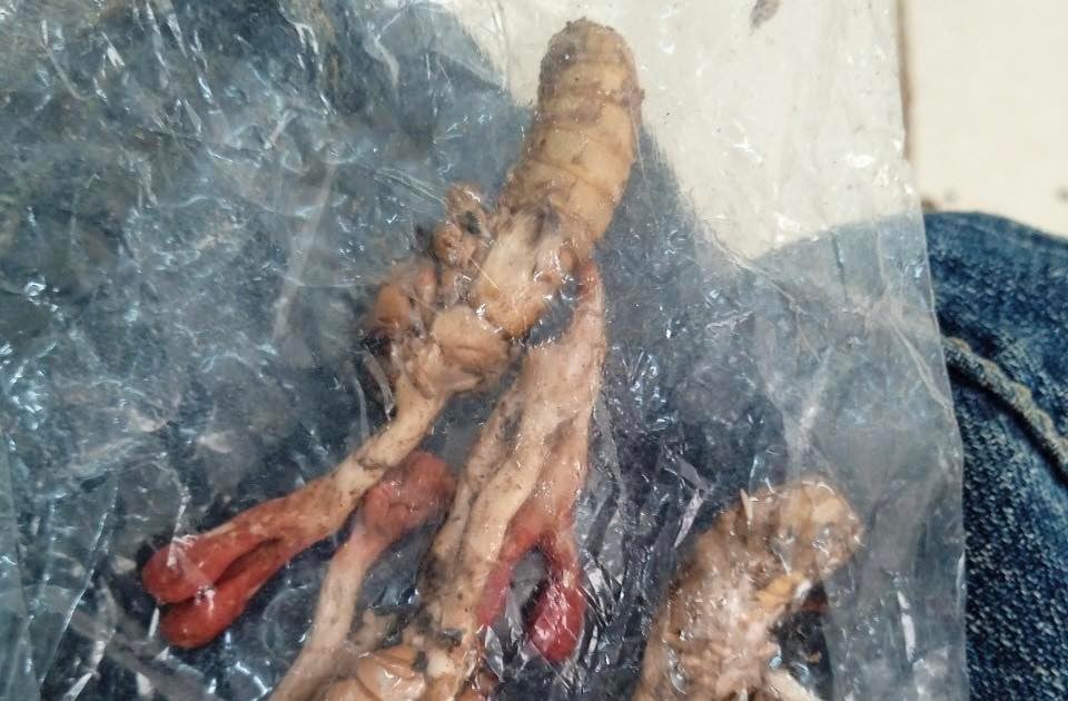 Otro caso de intoxicación por ingestión de hongos parásitos en cadáveres de cigarras