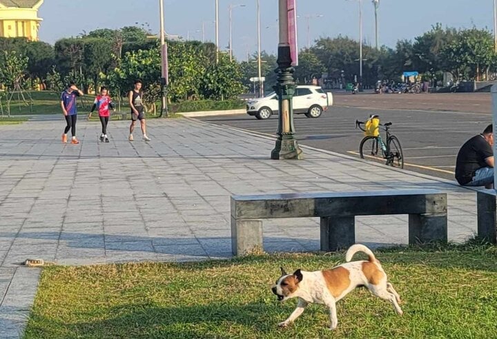 Free-roaming dog chases athletes training at National Marathon Championship - 2