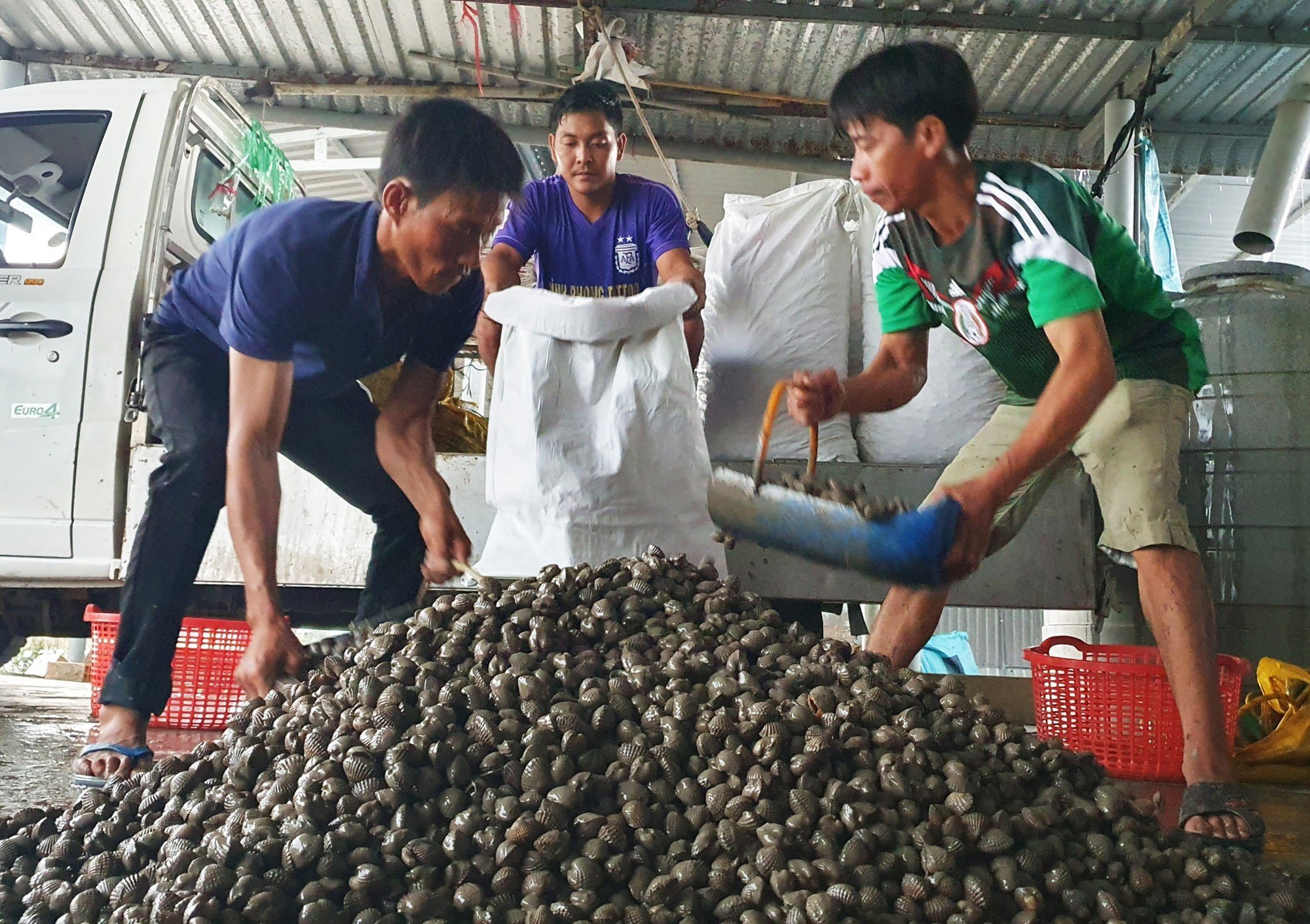 Nông dân đổi đời nhờ nuôi sò huyết - Ảnh 5.