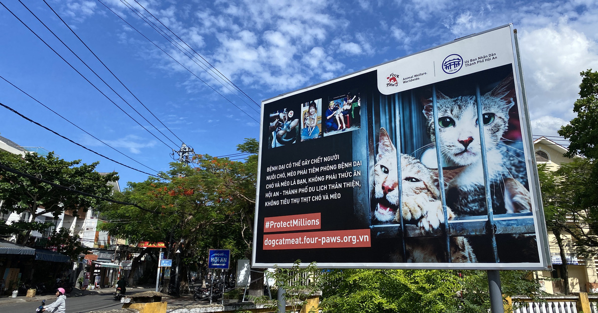 The number of people eating dog and cat meat in Hoi An has decreased sharply over the past 3 years.